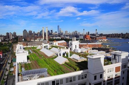 green roof